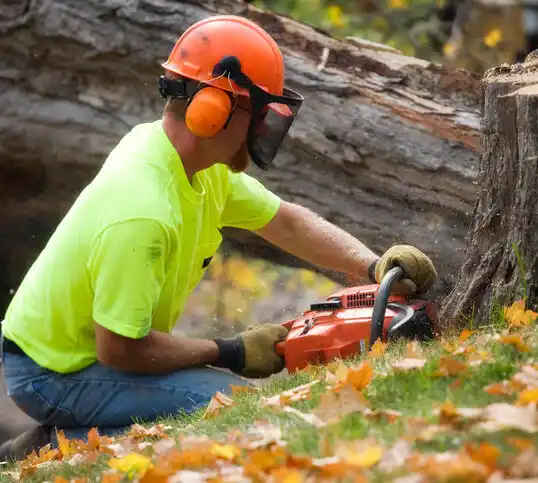 tree services Mill Neck